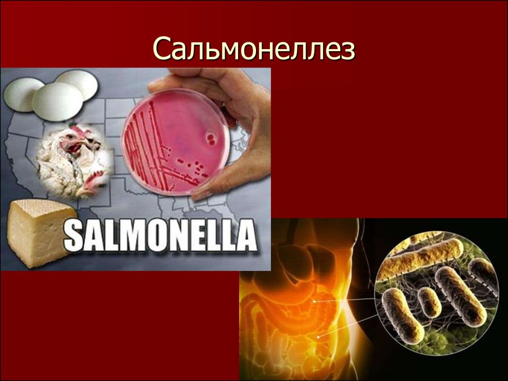 Профилактика сальмонеллеза