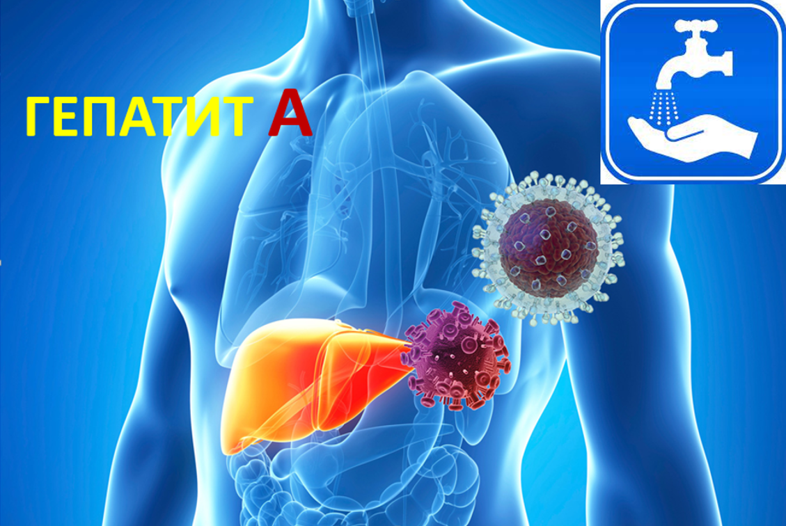 Профилактика гепатита А