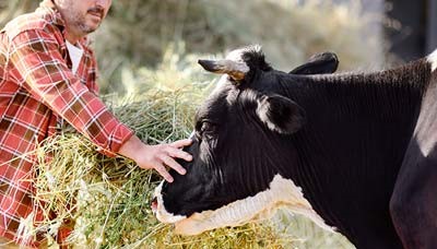 Профилактика бруцеллеза