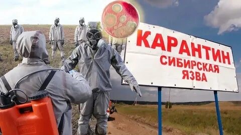 СИБИРСКАЯ ЯЗВА:  опасное инфекционное заболевание