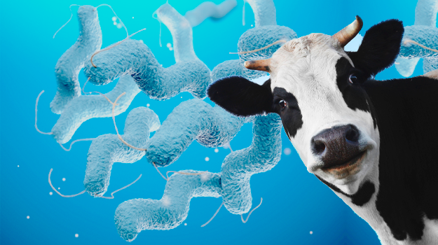 Профилактика кампилобактериоза