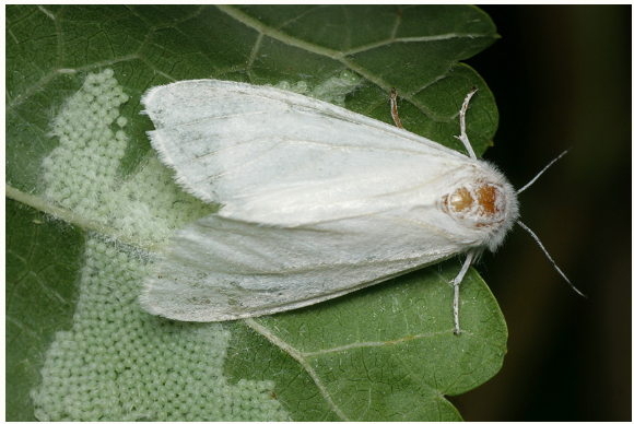 КАРАНТИННЫЙ ВИД- АМЕРИКАНСКАЯ БЕЛАЯ БАБОЧКА (информация для населения)