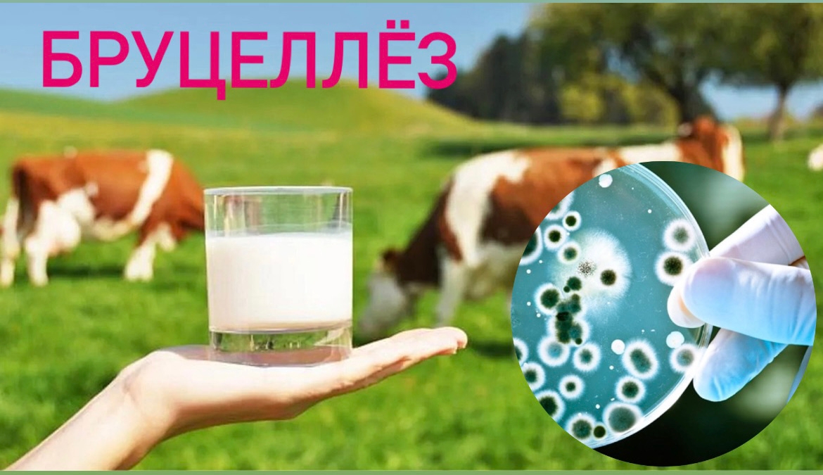 Чтобы избежать заражения бруцеллезом