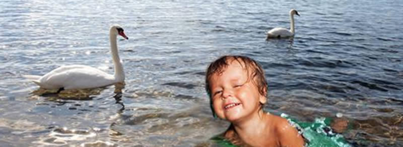 ЦЕРКАРИОЗ: чем опасно купание в водоёме с птицами