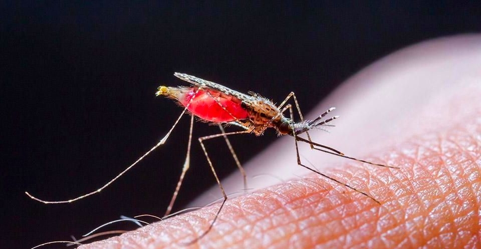 МАЛЯРИЯ – ЭТО ОПАСНО!!!  (25 апреля –  Всемирный день борьбы с малярией)