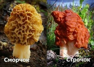 Профилактика отравлений весенними грибами