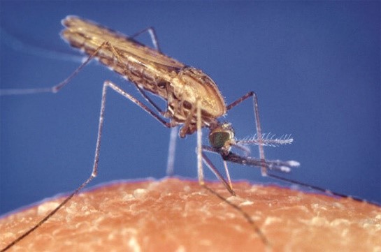 Боремся с комарами