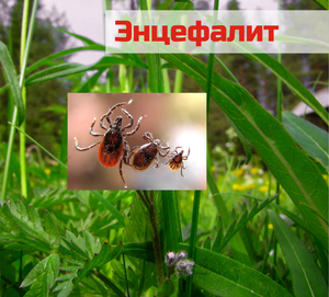 22 ФЕВРАЛЯ – ВСЕМИРНЫЙ ДЕНЬ БОРЬБЫ С ЭНЦЕФАЛИТОМ