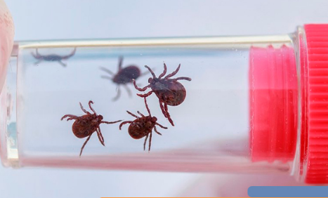 О проведении исследования иксодовых клещей (информация для населения)