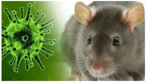 Природно-очаговые инфекции