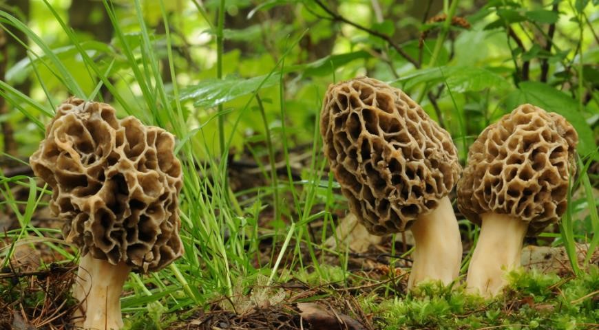 В Гродненском районе зарегистрирован первый случай отравления грибами. Причиной послужили весенние грибы – сморчки.