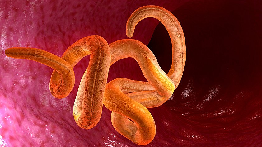 ОСТОРОЖНО!  ЭНТЕРОБИОЗ!