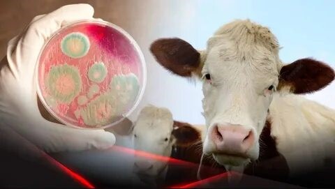 Профилактика сибирской язвы