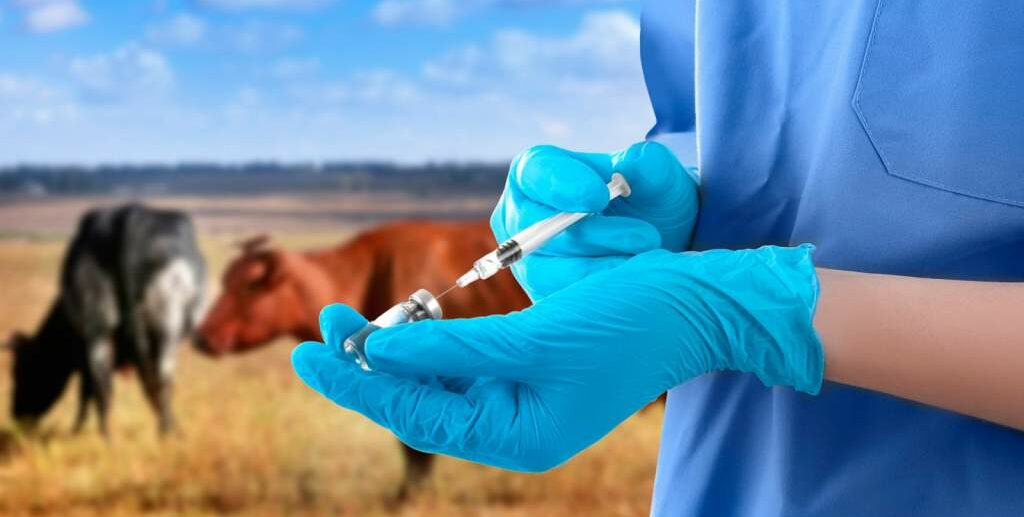 Профилактика бруцеллеза у человека