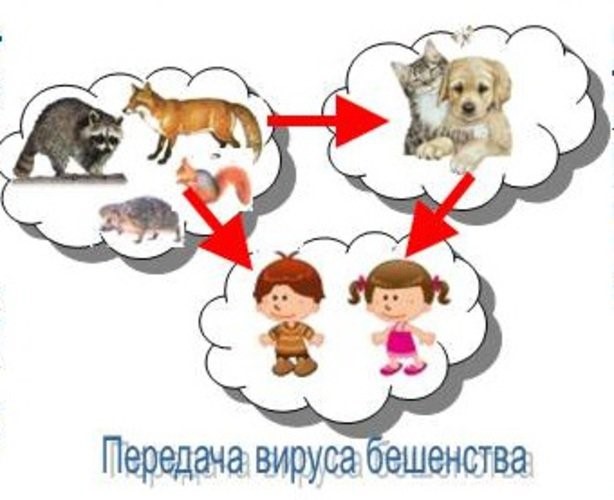 Профилактика бешенства